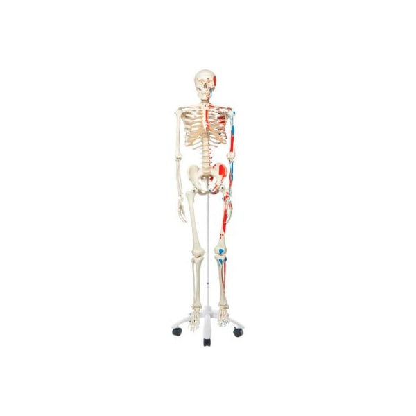 3B Anatomical Model - Max The Muscle Skeleton on Roller Stand